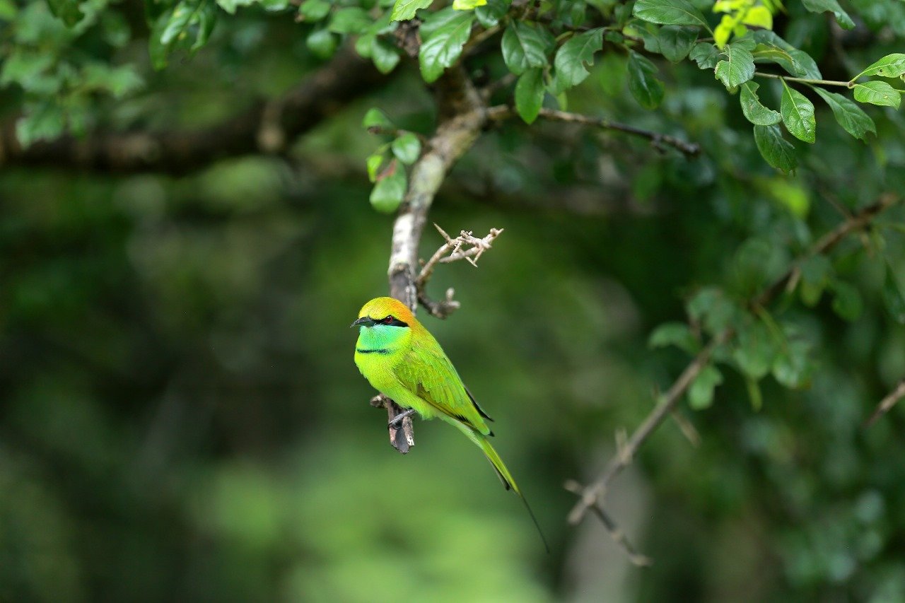 Bundala National Park Birds