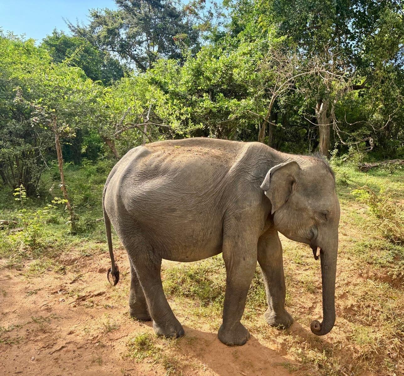 Udawalawe National Park Elephants