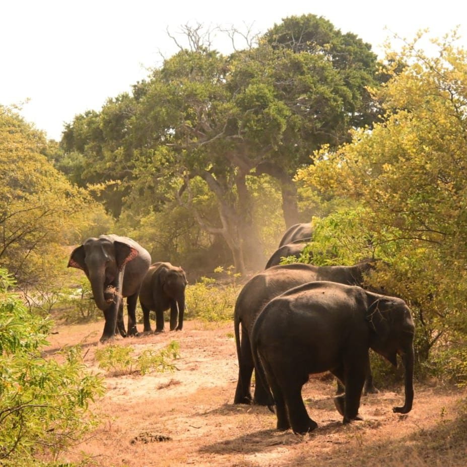 Weheragala Sanctuary Landscape