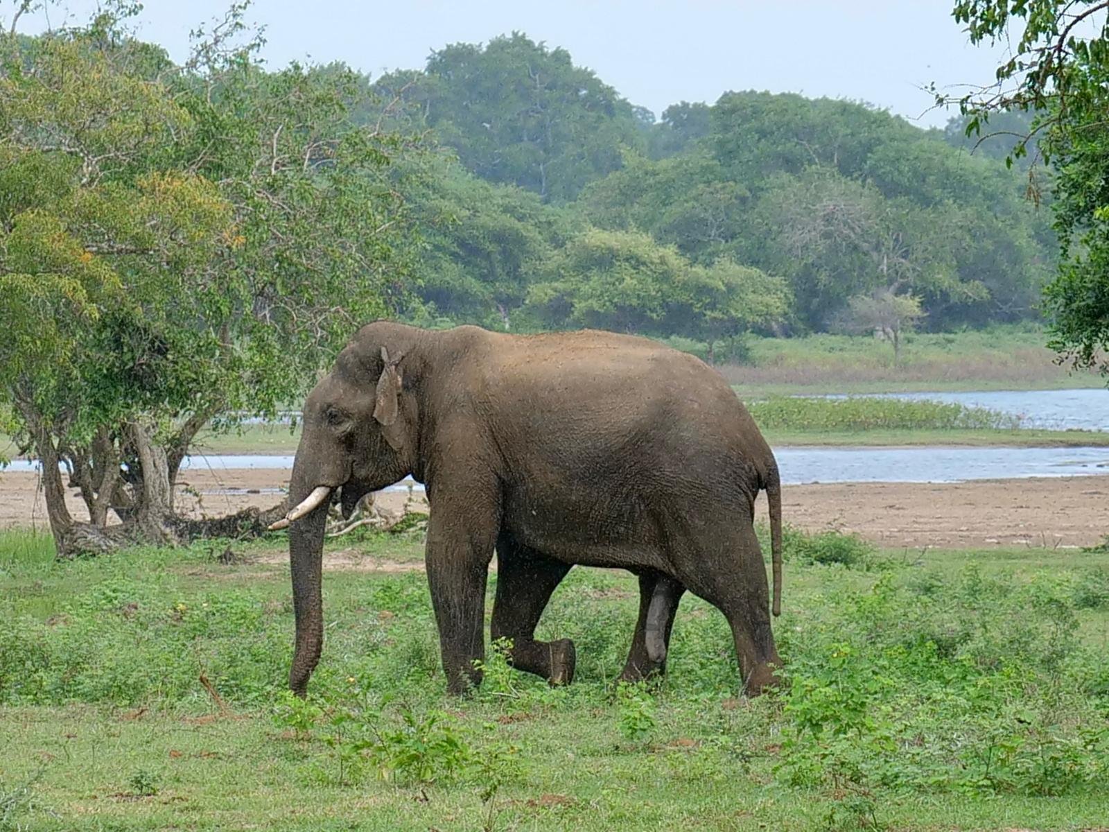 elephant