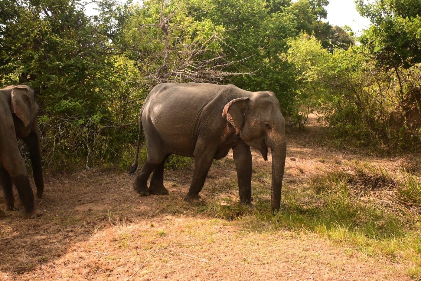 elephant
