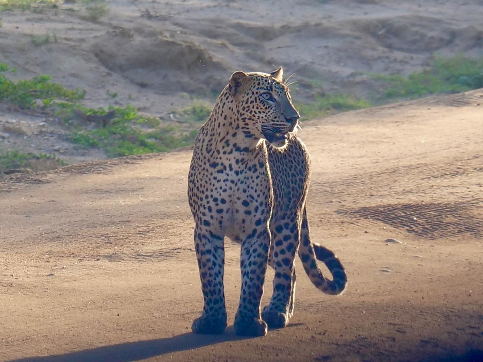 Yala National Park Leopard